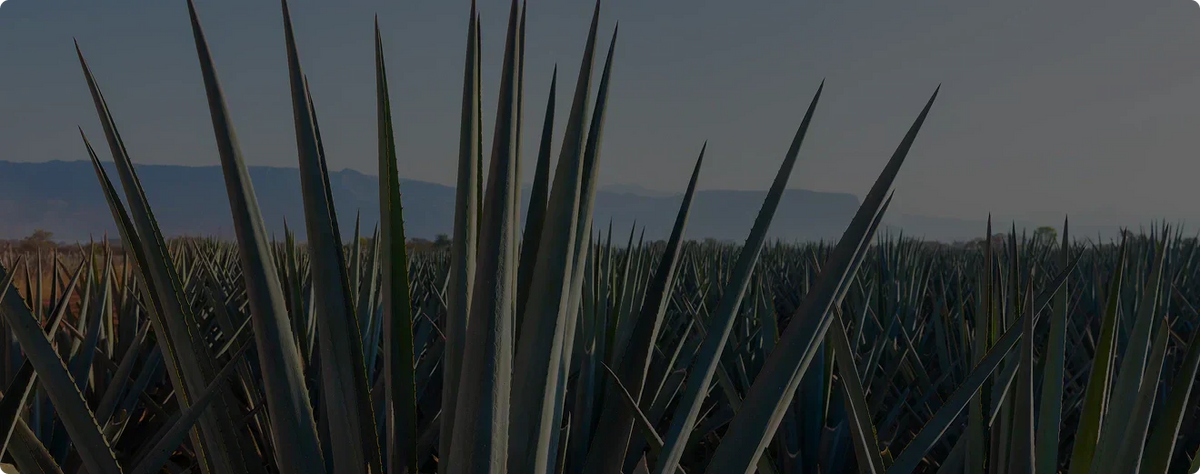 How to Spot a True Premium Tequila: 5 Signs from the OLUJO Experience