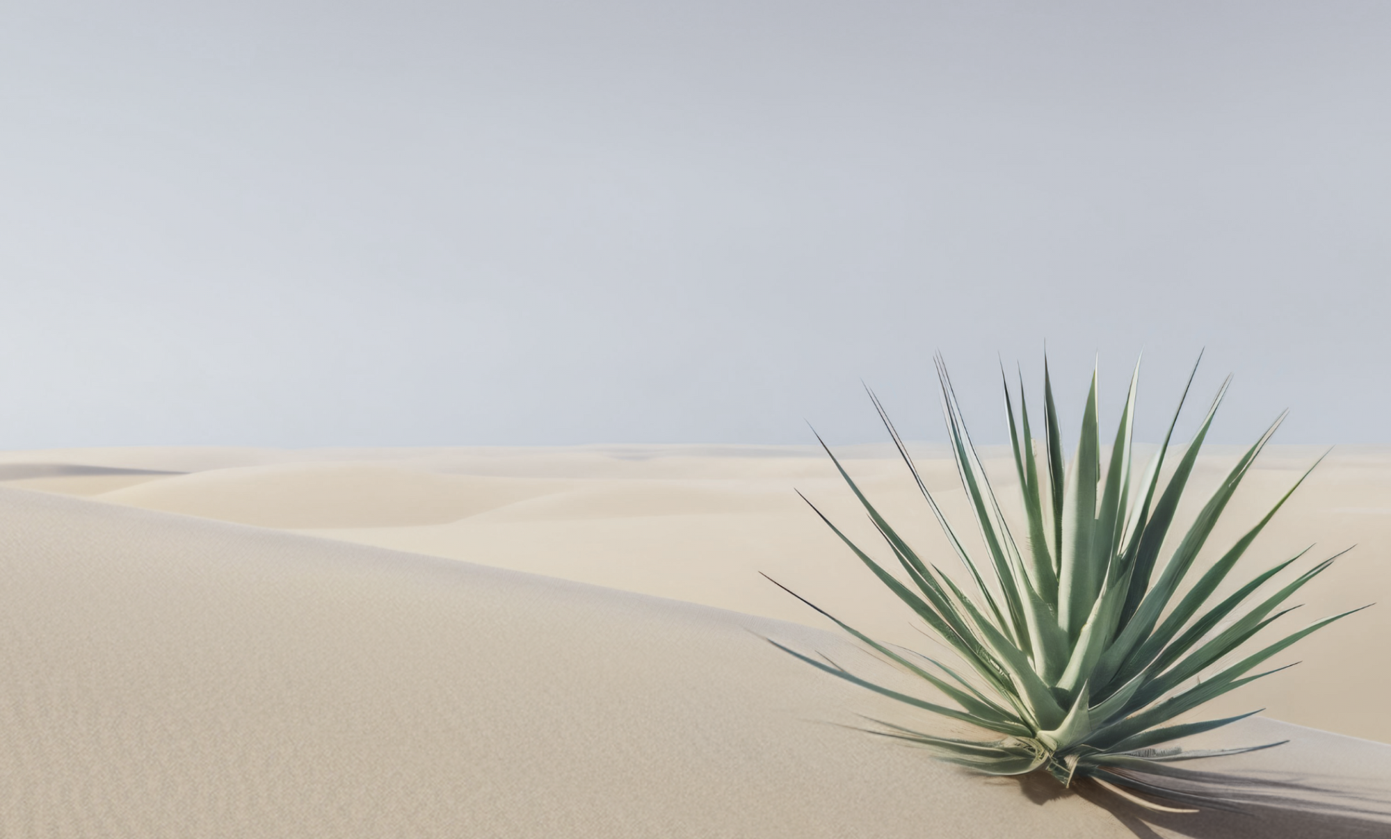 Desert landscape with sand dunes and a cactus plant