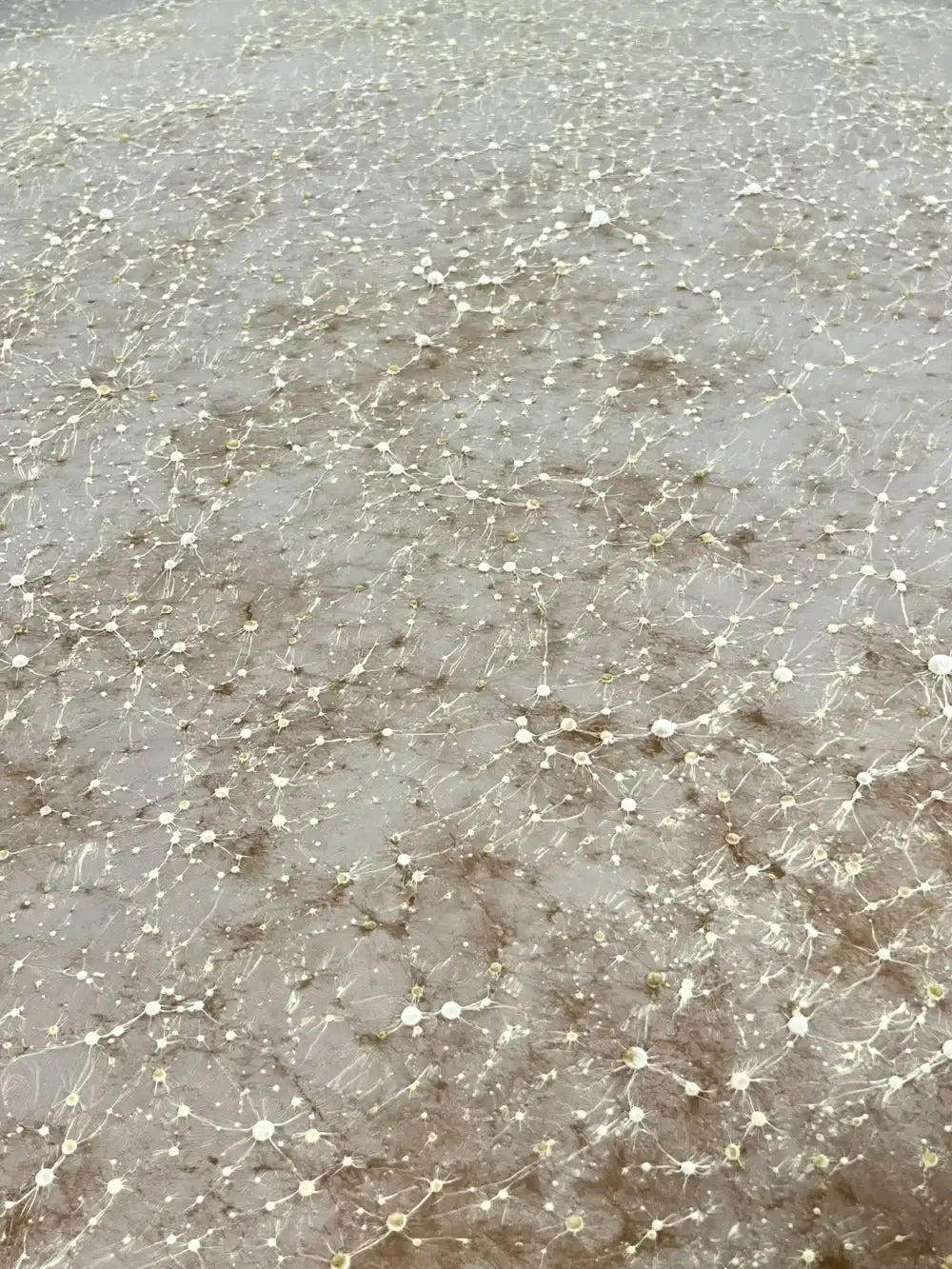 A network of interconnected nodes with lines, resembling neural connections or a social graph